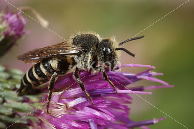 Rosse kegelbij (Coelioxys rufescens)