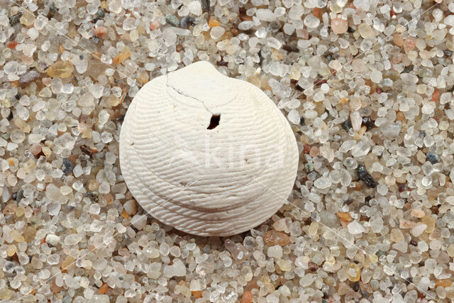 Fingerprint shell (Lucinella divaricata)
