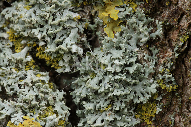 Hooded rosette lichen (Physcia adscendens)