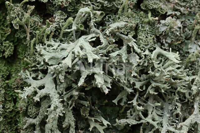 Oakmoss lichen (Evernia prunastri)