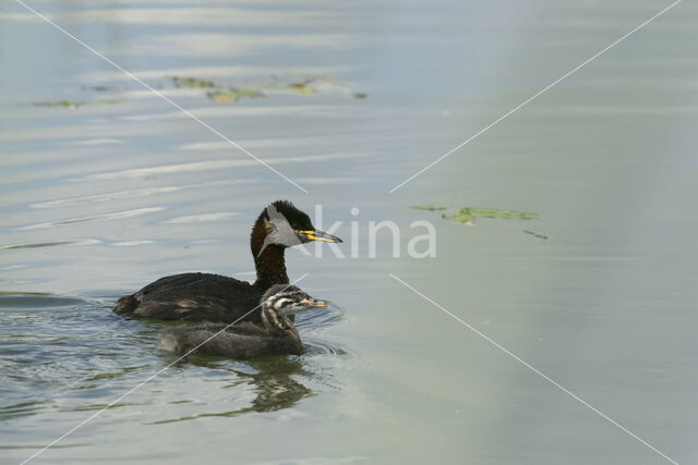 Roodhalsfuut (Podiceps grisegena)