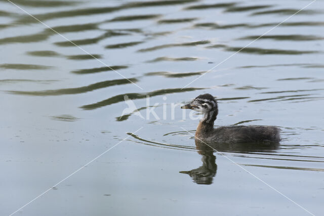 Roodhalsfuut (Podiceps grisegena)