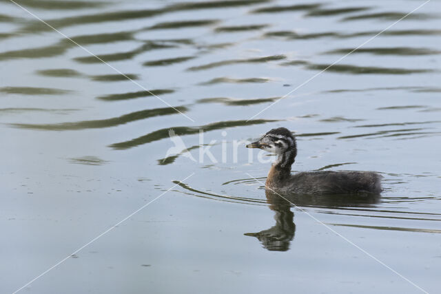 Roodhalsfuut (Podiceps grisegena)