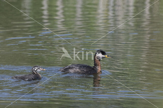 Red-necked Grebe (Podiceps grisegena)