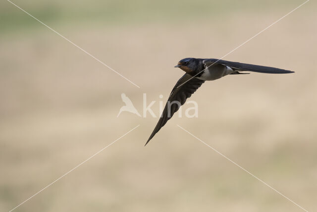 Boerenzwaluw (Hirundo rustica)