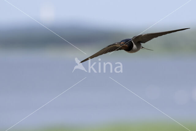 Barn Swallow (Hirundo rustica)