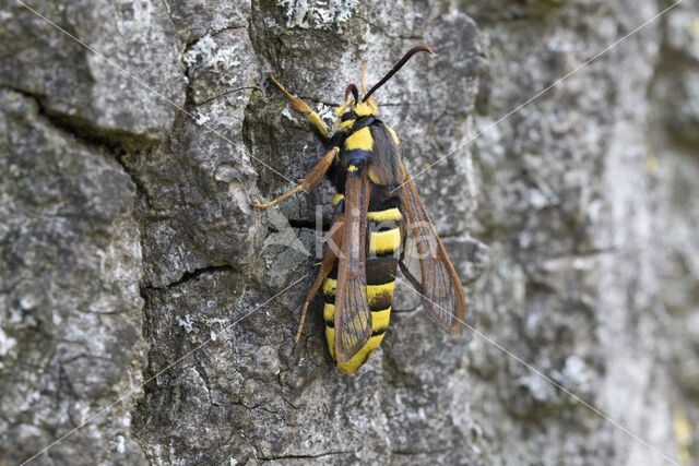 Hoornaarvlinder (Sesia apiformis)