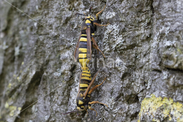 Hoornaarvlinder (Sesia apiformis)