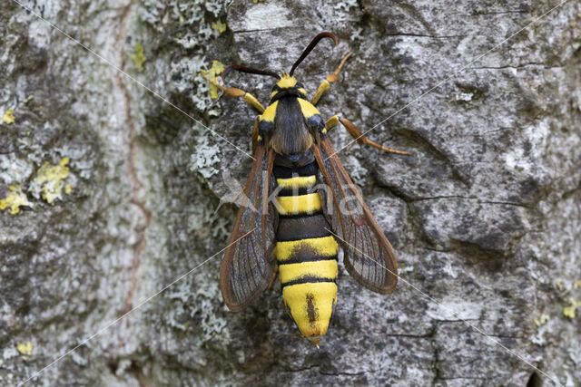 Hoornaarvlinder (Sesia apiformis)