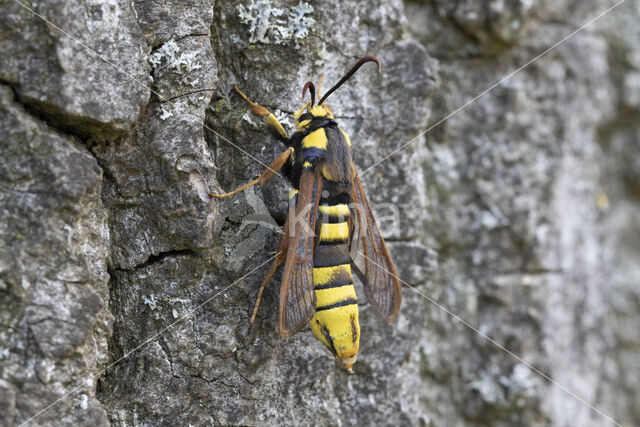 Hoornaarvlinder (Sesia apiformis)