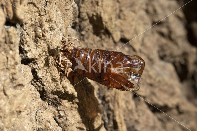 Hoornaarvlinder (Sesia apiformis)