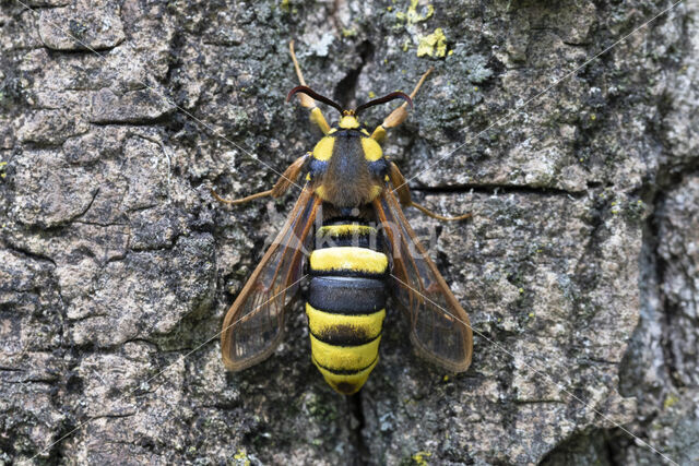 Hornet Moth (Sesia apiformis)