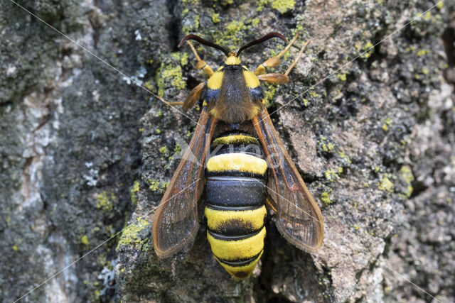 Hoornaarvlinder (Sesia apiformis)