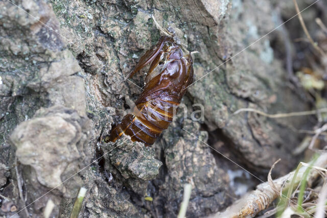 Hoornaarvlinder (Sesia apiformis)