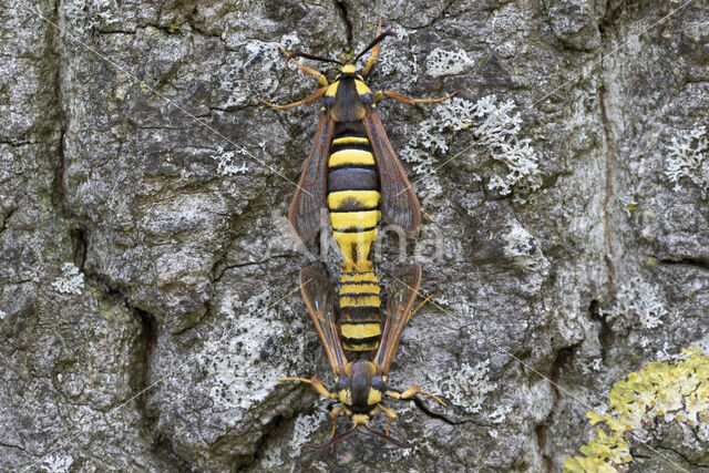 Hoornaarvlinder (Sesia apiformis)