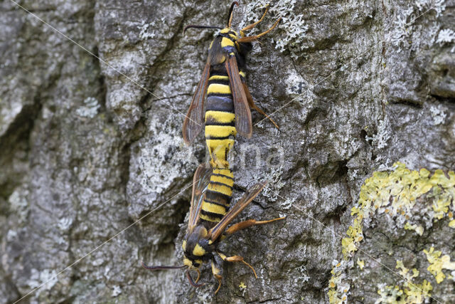 Hoornaarvlinder (Sesia apiformis)