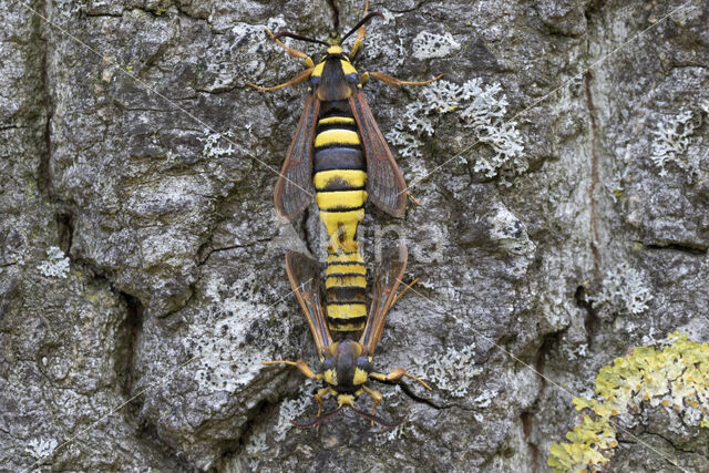 Hoornaarvlinder (Sesia apiformis)