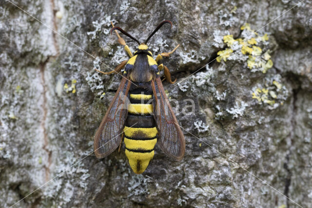 Hoornaarvlinder (Sesia apiformis)