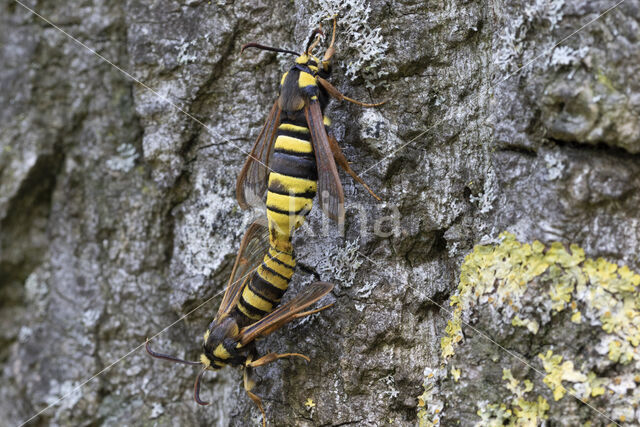 Hornet Moth (Sesia apiformis)