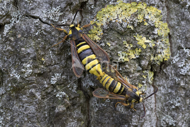 Hoornaarvlinder (Sesia apiformis)