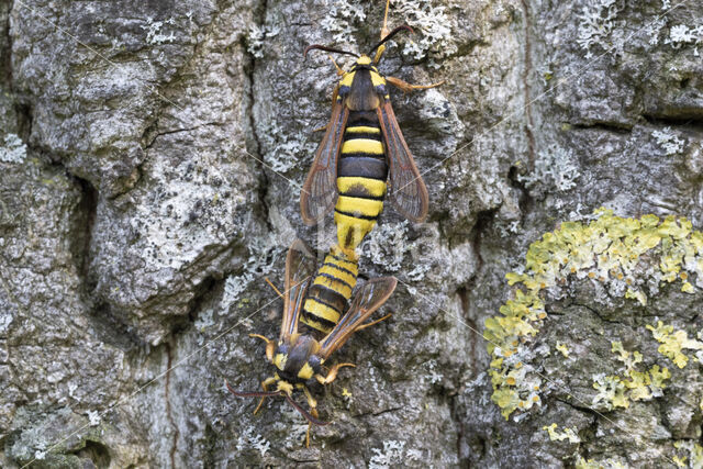 Hoornaarvlinder (Sesia apiformis)