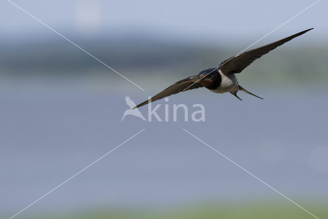 Boerenzwaluw (Hirundo rustica)