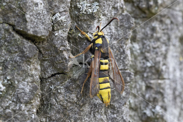 Hoornaarvlinder (Sesia apiformis)