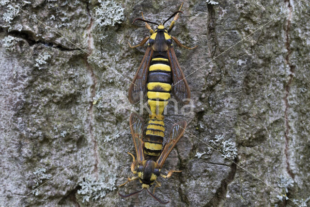 Hoornaarvlinder (Sesia apiformis)