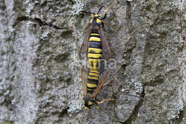 Hoornaarvlinder (Sesia apiformis)