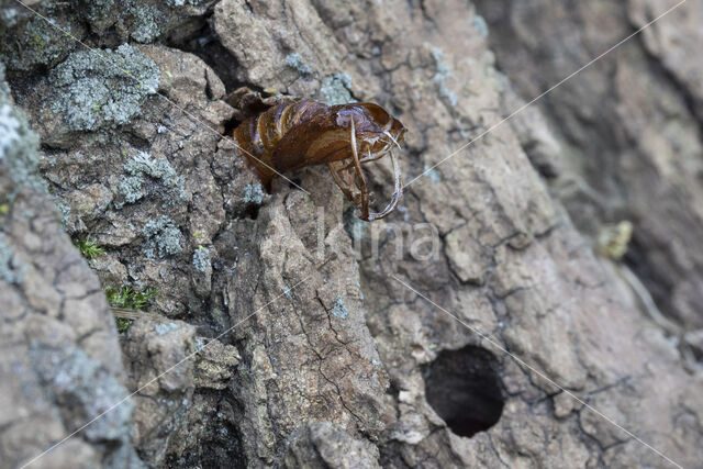 Hornet Moth (Sesia apiformis)