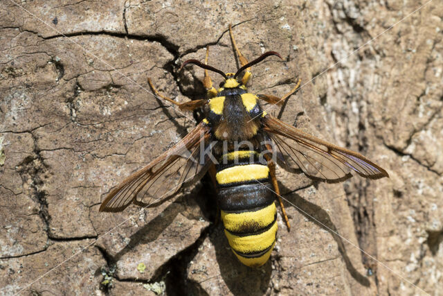 Hoornaarvlinder (Sesia apiformis)