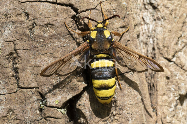 Hoornaarvlinder (Sesia apiformis)