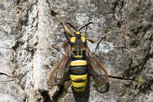 Hoornaarvlinder (Sesia apiformis)