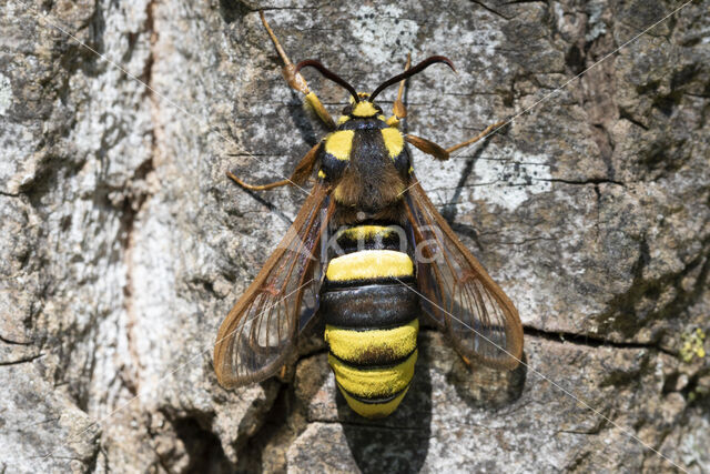 Hoornaarvlinder (Sesia apiformis)