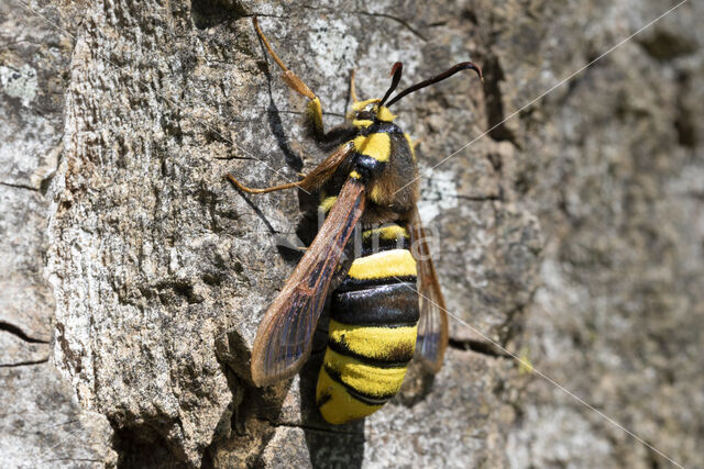 Hoornaarvlinder (Sesia apiformis)