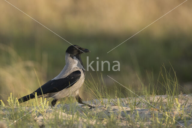 Hooded Crow (Corvus cornix)