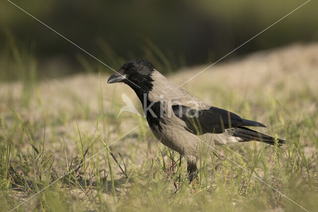 Hooded Crow (Corvus cornix)