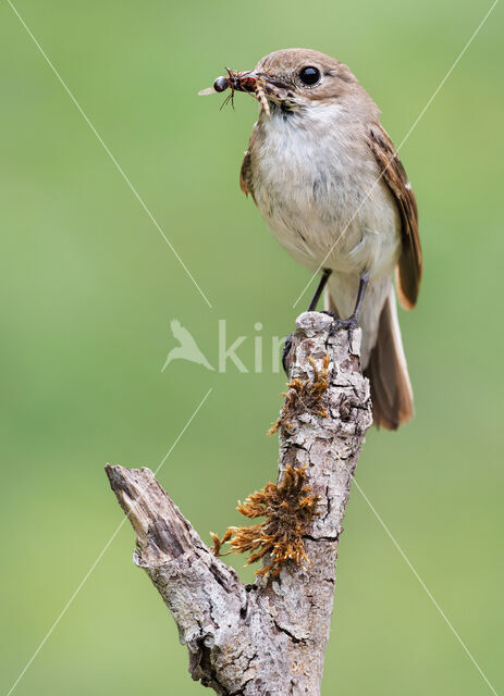 European Pied Flycatcher (Ficedula hypoleuca)