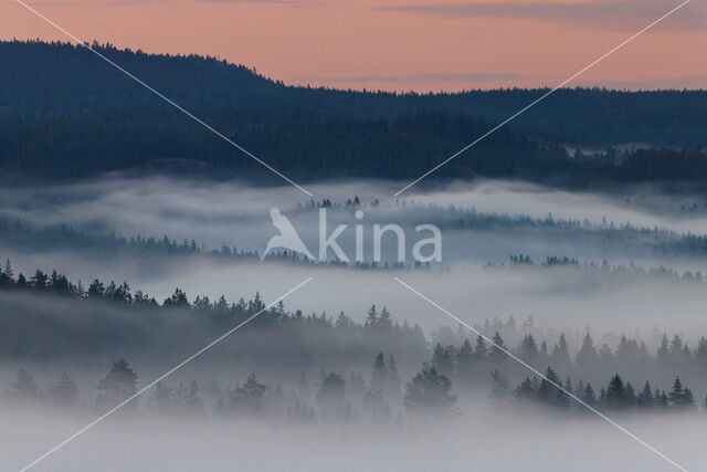 Norway Spruce (Picea abies)