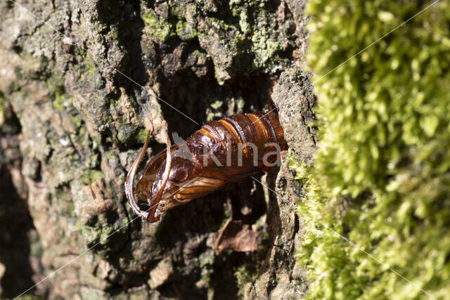 Hoornaarvlinder (Sesia apiformis)