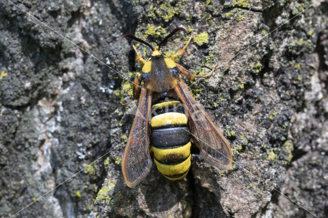 Hoornaarvlinder (Sesia apiformis)