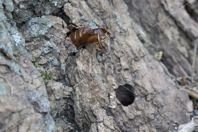 Hoornaarvlinder (Sesia apiformis)