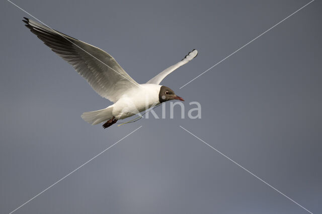 Black-headed Gull (Larus ridibundus)