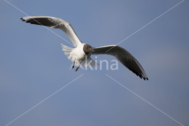 Black-headed Gull (Larus ridibundus)