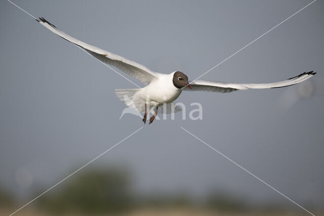 Black-headed Gull (Larus ridibundus)