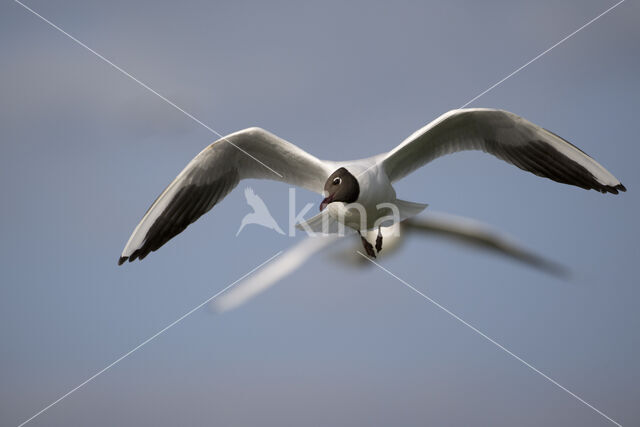 Black-headed Gull (Larus ridibundus)