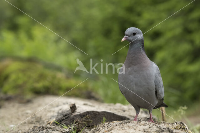 Holenduif (Columba oenas)