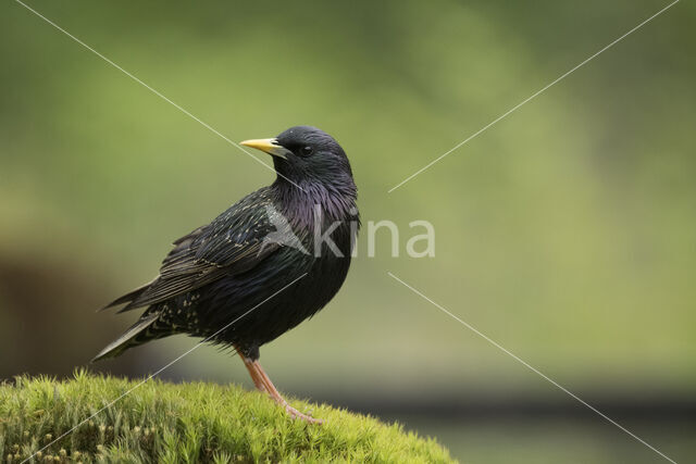 European Starling (Sturnus vulgaris)