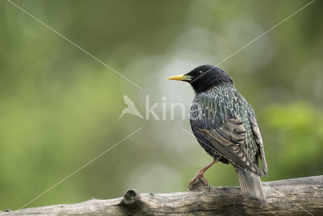 European Starling (Sturnus vulgaris)