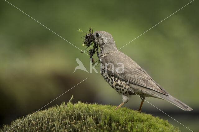 Grote Lijster (Turdus viscivorus)